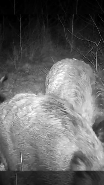 Видео фото ловушки кабаны. смотреть онлайн