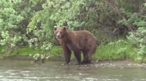 Медведь - нежелательный попутчик.