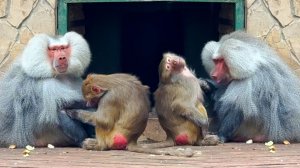 Люся становится НАСТОЯЩЕЙ ГАМАДРИЛКОЙ, а Лида помогает! РЕДКИЕ кадры! О хейтерах, любви и ненависти!