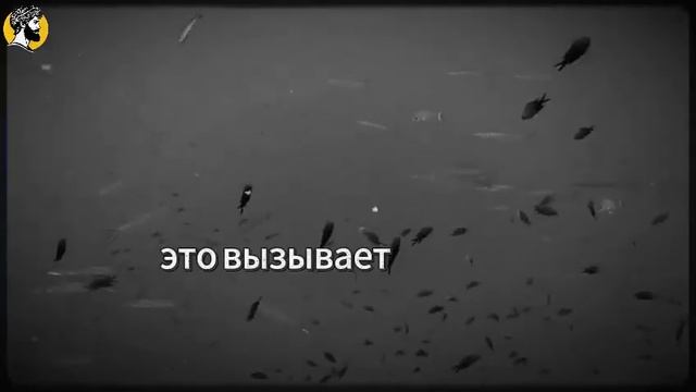 (98 УРОК) Один секрет, из‑за которого любая женщина начнёт тебя добиваться Психология влечения смотреть онлайн