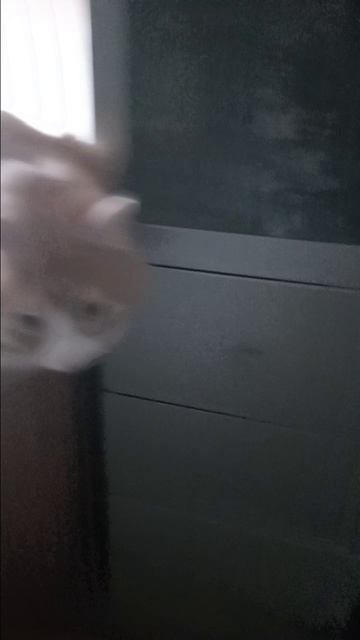 ЖИЗНЬ КОТОВ 