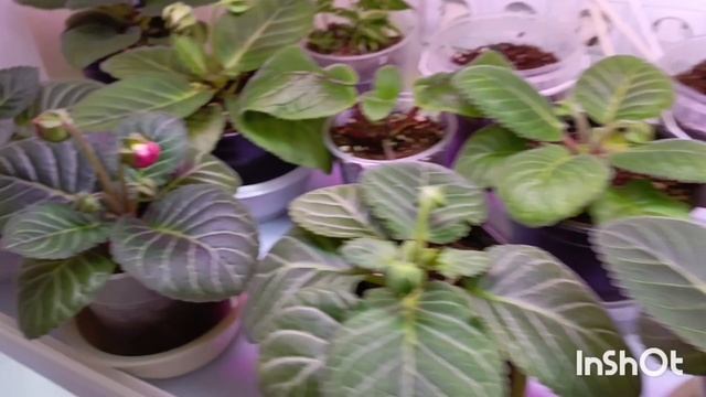 первая глоксиния расцвела из осеннего посева моих семян 😊 смотреть онлайн