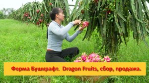Ферма Бушкрафт в Пханге. Вьетнам.  Dragon Fruits, сбор, продажа.