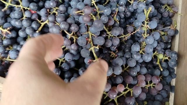 Подмосковный виноград, сбор осени 2025 на сок и вино. смотреть онлайн