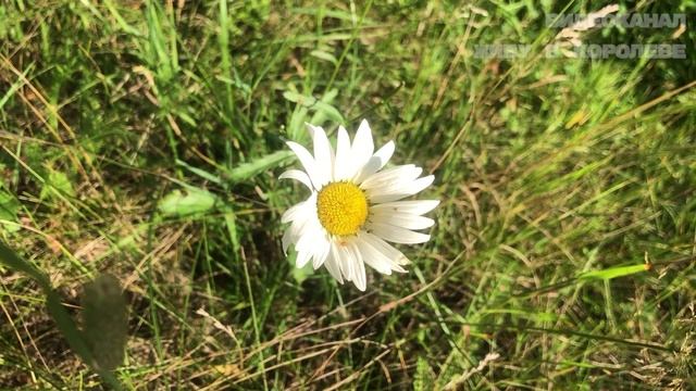 Маленькое озеро в селе Петровском (Щелковский район) смотреть онлайн