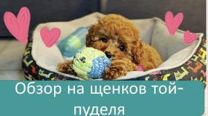 Обзор той-пудель щенки 2025 (часть 1)