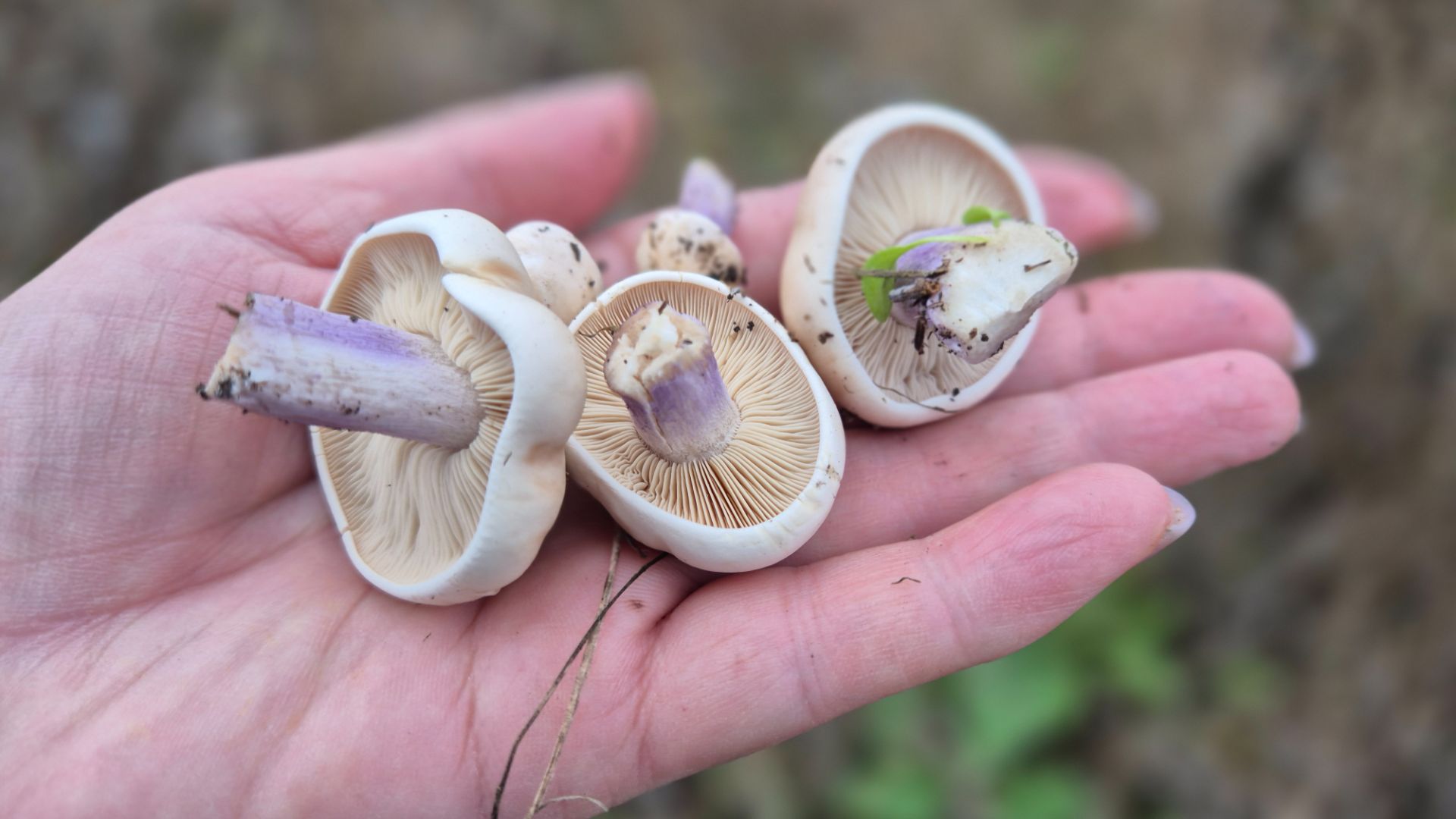 Лиловоногая рядовка или СИНЕНОЖКА. Ростовская область смотреть онлайн