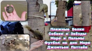Пляжные Белки Собаки и Звёзды, Море и Пальмы, Футбол на Дне Моря, Джомтьен Паттайя смотрите на Рутуб