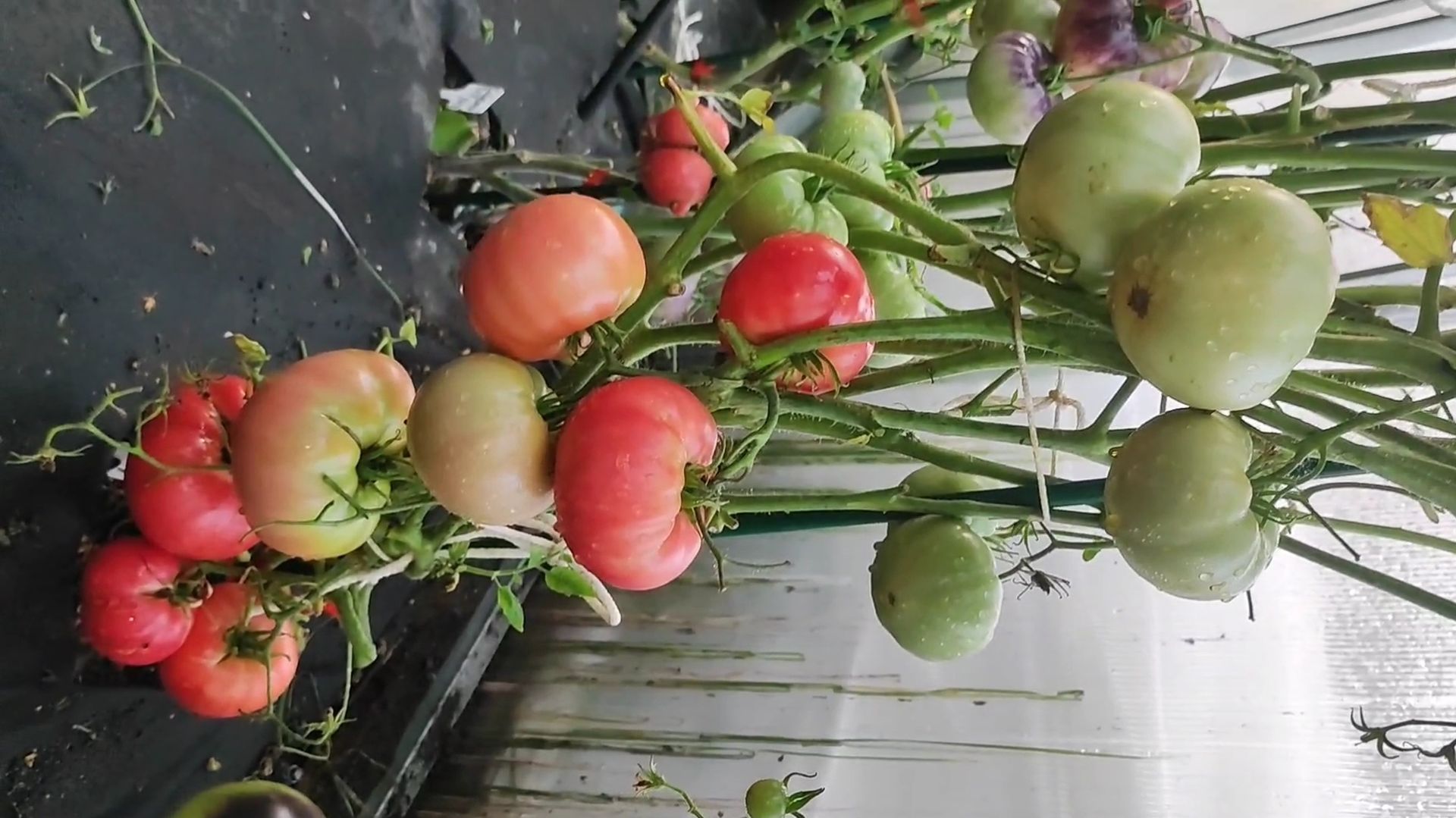 1 сорт томата сажаю ежегодно много лет и никогда от него не откажусь смотреть онлайн