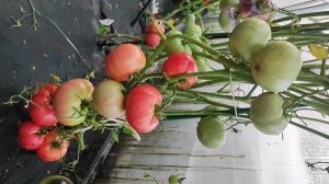 1 сорт томата сажаю ежегодно много лет и никогда от него не откажусь