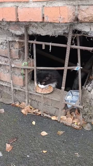 кошечка смотреть онлайн