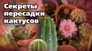 Как пересадить кактусы. Пошаговая инструкция опытного коллекционера
