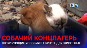 Зооволонтеры рассказали о «приюте-концлагере» для животных в Тимашевском районе
