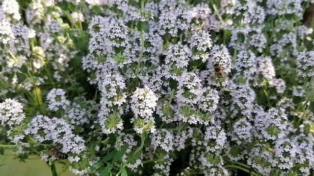 Тимьян, иссоп, душица, нарезка видео разных лет. смотреть онлайн