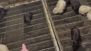 Избавление от сырости на ферме НУТРИЙ -2