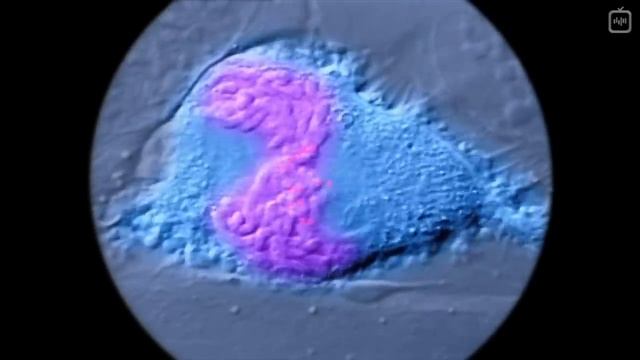 Наши молекулярные машины [Veritasium] КЛЕТКА