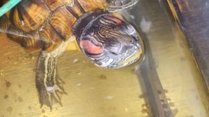 Красноухие черепахи 🐢 утро 14-11-2025