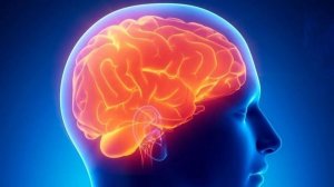 Лимбик или Кортикал — Как Мы Принимаем Решения