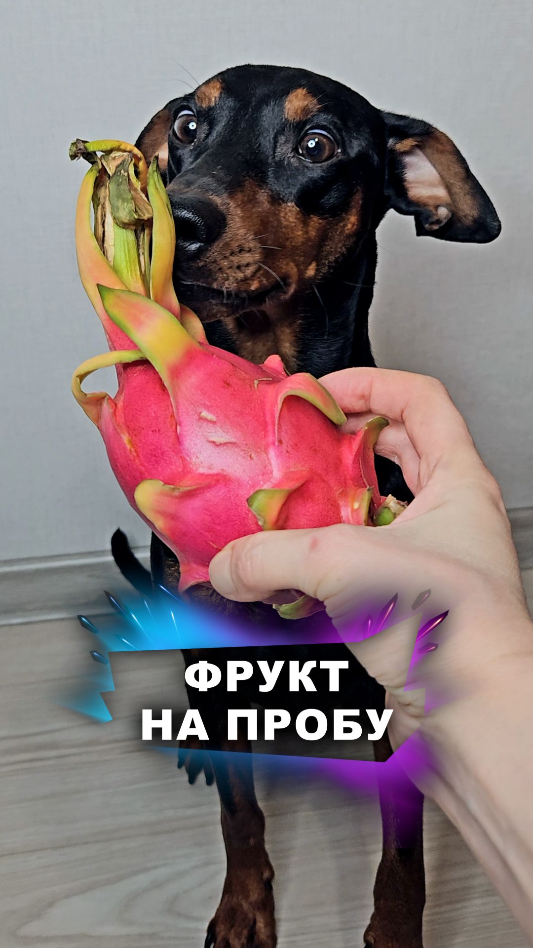 Пробуем плоды кактуса #животные смотреть онлайн