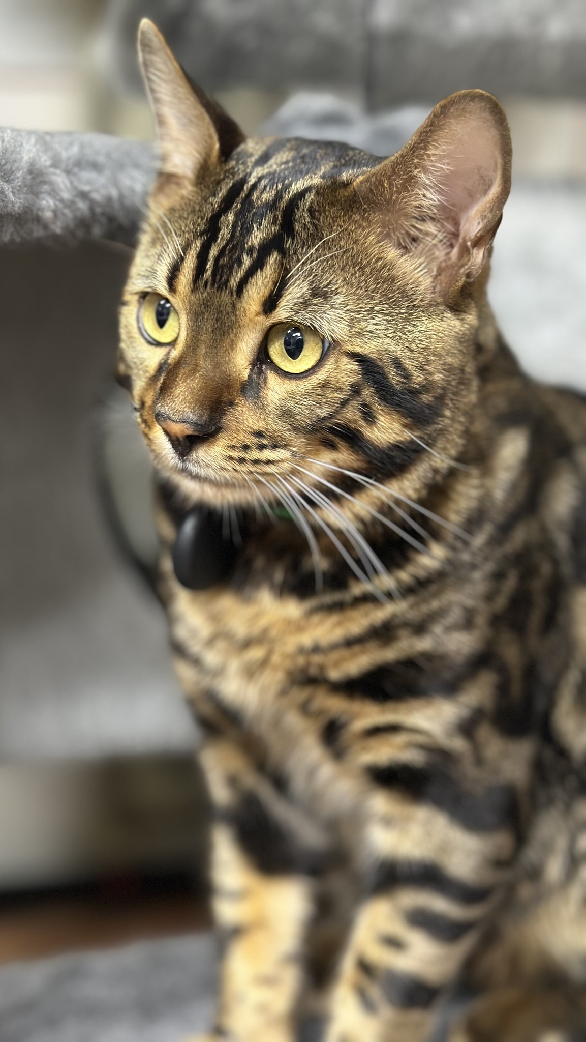 Бенгальский кот Каспер (Тигуан). Питомник БЕНГАЛИК. Отец 5 котят. 3 октября 2026.