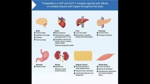 Тирзепатид - двойной агонист, перепрограммирующий метаболизм. Обзор 06.11.2025 г.