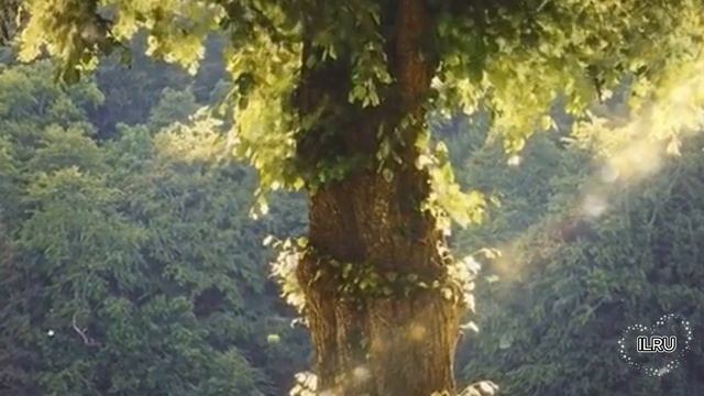 Слушать рассказ  - Дар Ясновидящей -  Удивительные истории из жизни