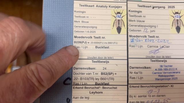 Осенние обработки пчел от клеща. Пчелосемьи в середине ноября. смотреть онлайн