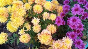 Поздние хризантемы. Подготовка к следующему сезону.