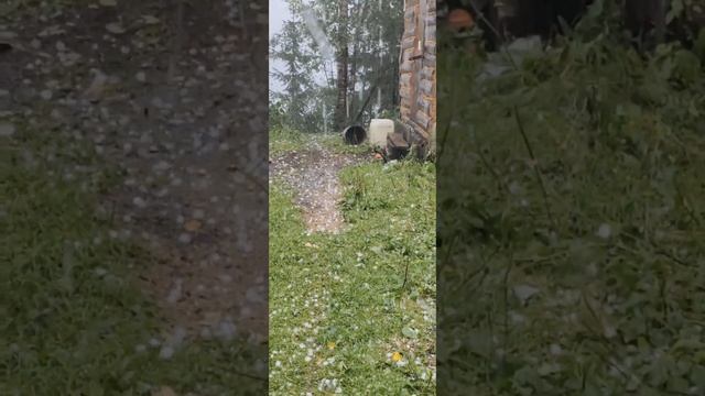 Petal_20250806_113605.mp4