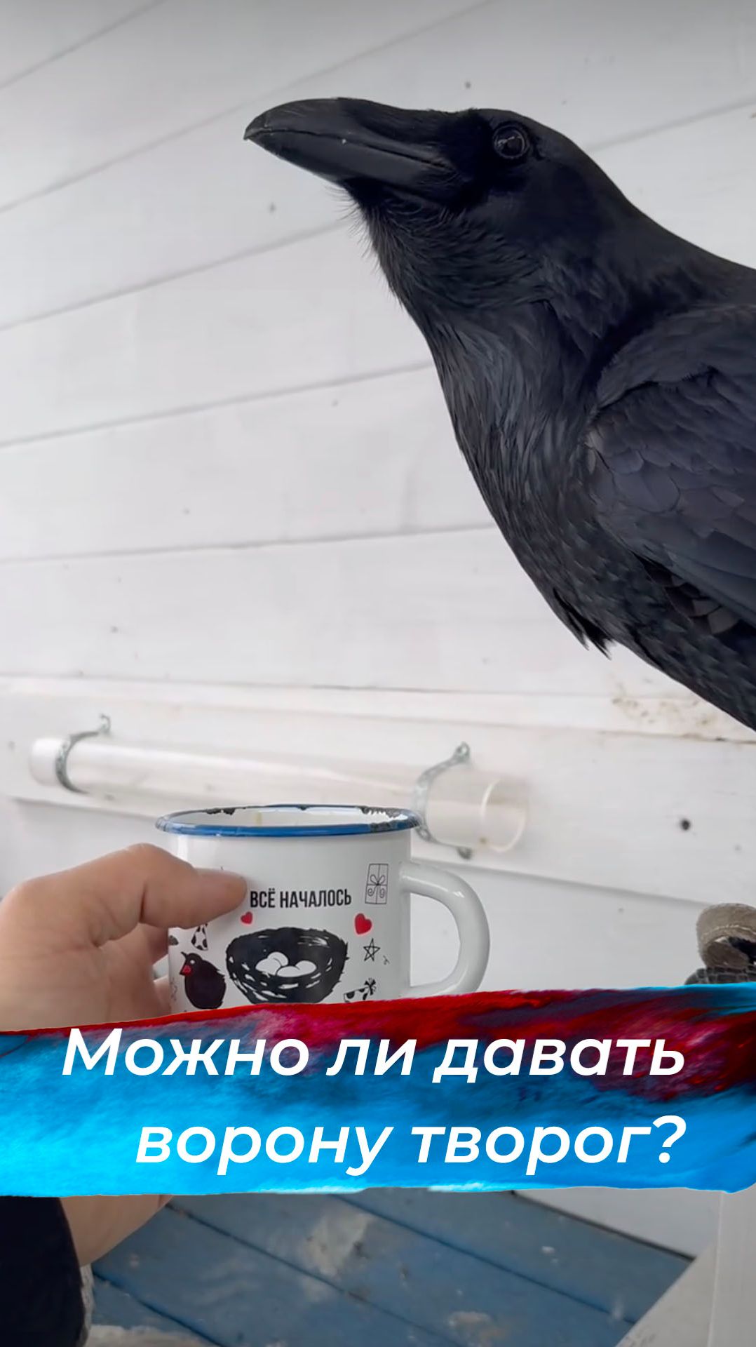 Жирный творог птицам смотреть онлайн