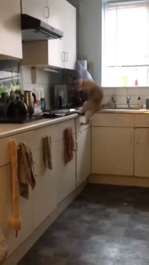 фольга и коты. #самыйсок