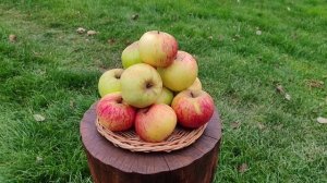 Яблочный натюрморт — 2025 (часть 7).