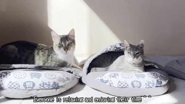 Мама кошка разговаривает со своим котёнком, который просит молока - 2025 год смотреть онлайн