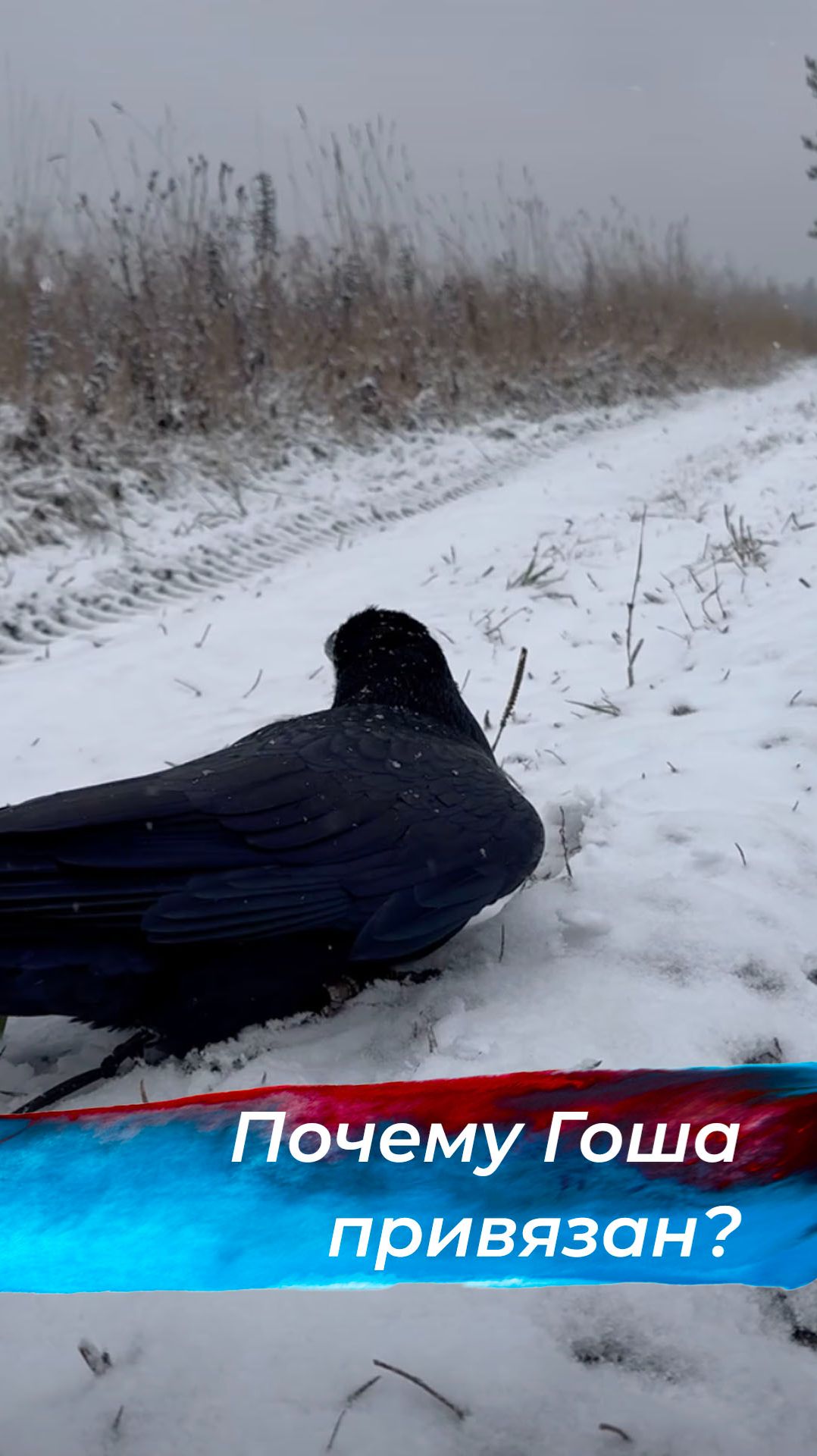 Почему Гоша привязан? смотреть онлайн