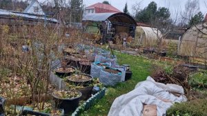 Надо ли утеплять голубику!?