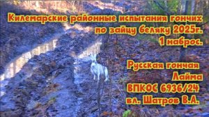 Килемарские районные испытания гончих по зайцу  г. Русская гончая Лайма  вл. Шатров В.А. 1 наброс .