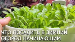 ЧТО ПОСАДИТЬ В ЗИМНЕМ САДУ-ОГОРОДЕ НАЧИНАЮЩЕМУ.