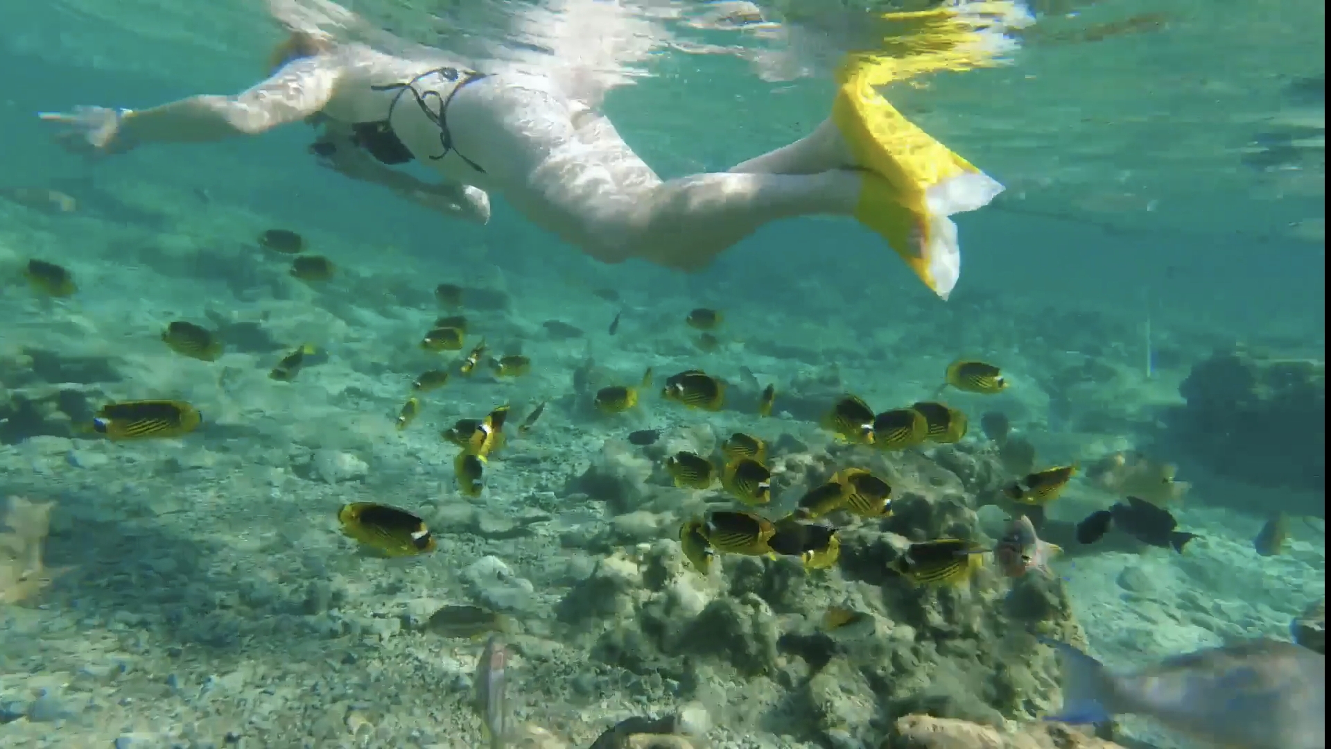 Египет. Шарм-эль-Шейх. Рыбки на пляже отеля Sharmilion Sea Life, Club! смотреть онлайн