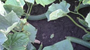 Выращивание огурцов в бочках