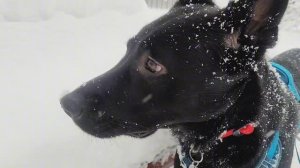 Снежная зима