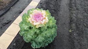 Декоративная капуста, опыт выращивания