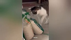 «Котики‑весельчаки: подборка видео для хорошего настроения».