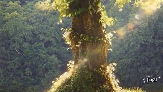 Слушать рассказ  - Как курортный Роман нашел свое начало.- Удивительные истории из жизни