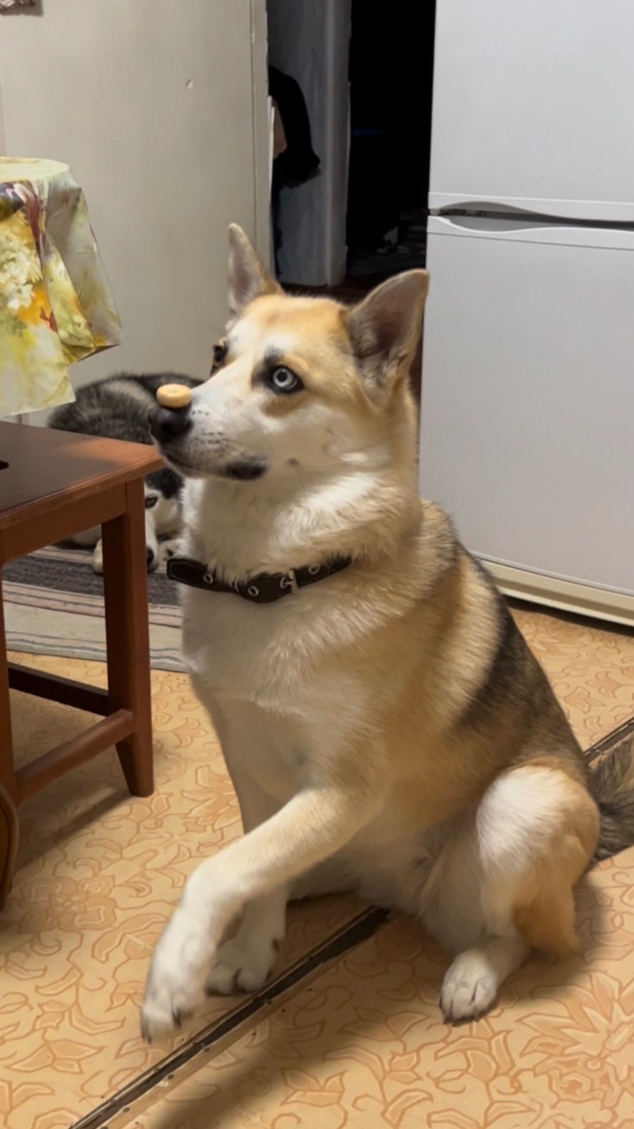 Команда «Нос» #хаски #щенок #собака #домашниеживотные #БрюликиЛиска #dog смотреть онлайн