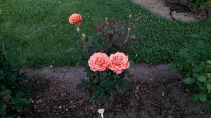 Роза Копер Лайт. Сезон 2025