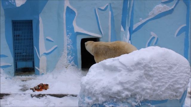 Кай выспался на даче, но кушать не очень торопился к себе в вольер 13.11.2025 смотреть онлайн