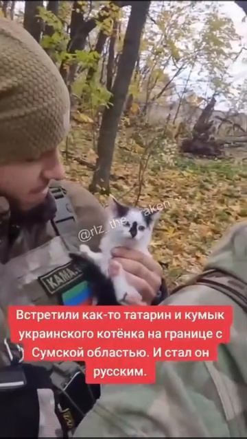 Украинский котёнок. смотреть онлайн