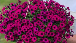 КАК ПРАВИЛЬНО ФОРМИРОВАТЬ ПЕТУНИЮ ДЛЯ ПЫШНОРГО РОСТА.