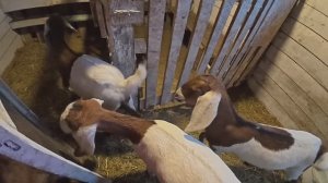 Никого не радует ЖИЗНЬ В ДЕРЕВНЕ