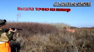 охота на зайца 2025 . косуля вышла на Петровича!